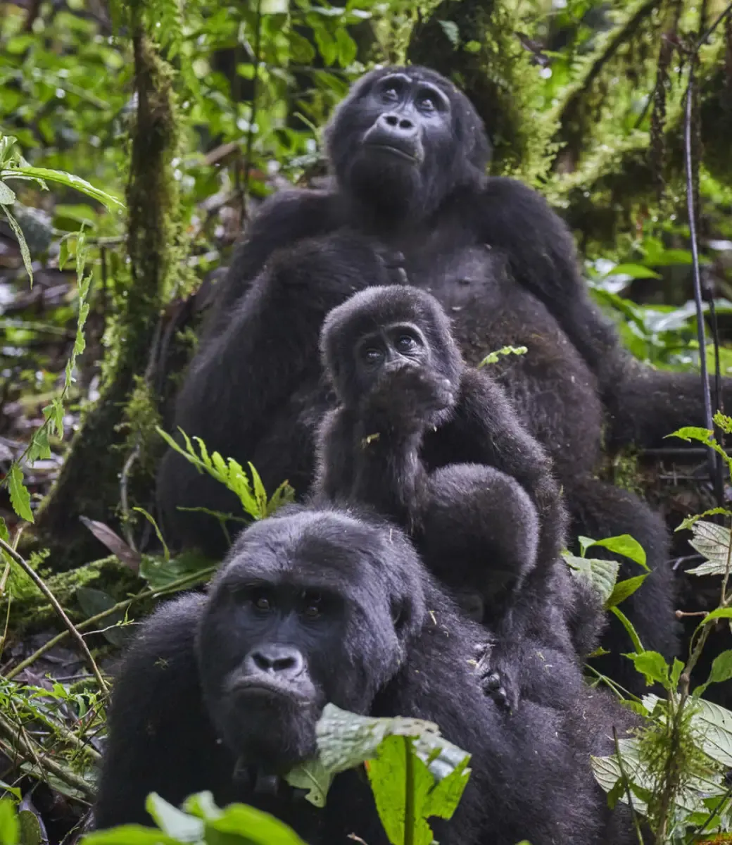 Bwindi Impenetrable Forest
