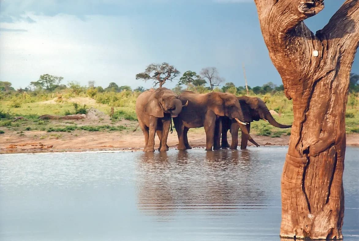 Footage from Zimbabue