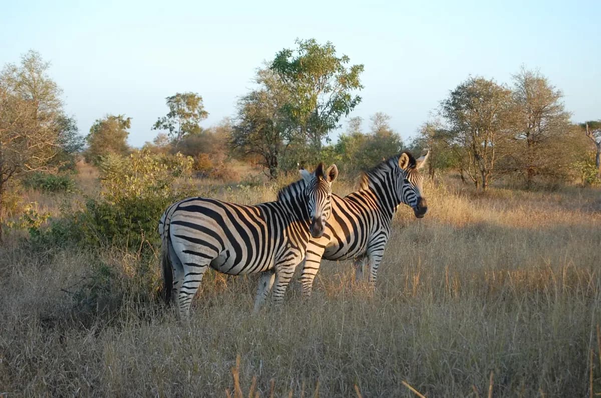 Kruger National Park, جنوب أفريقيا
