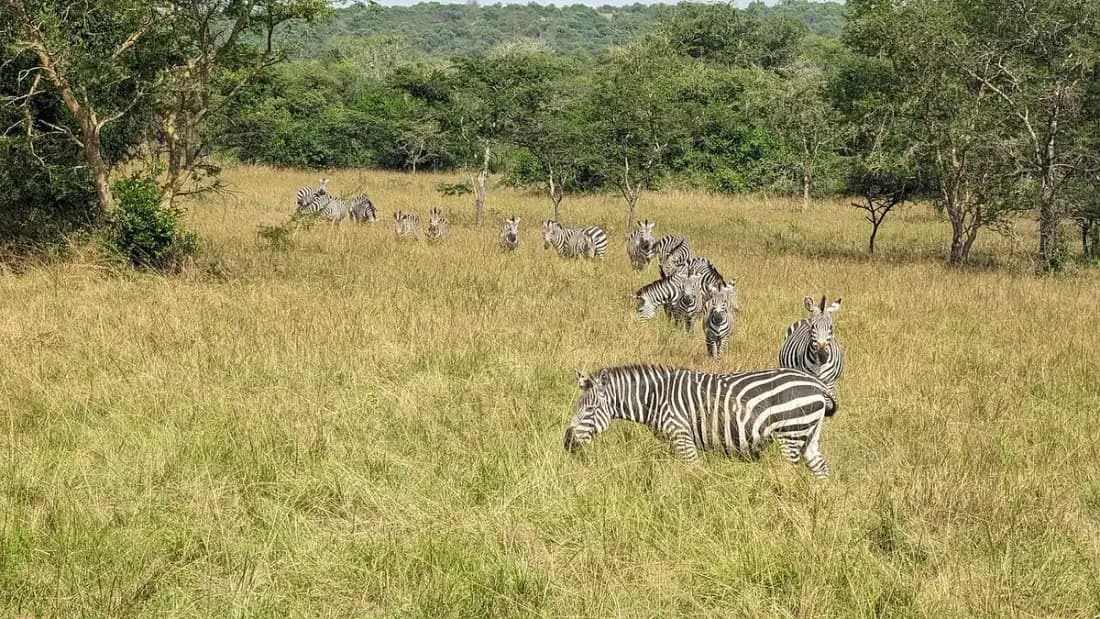 Lake Mburo National Park