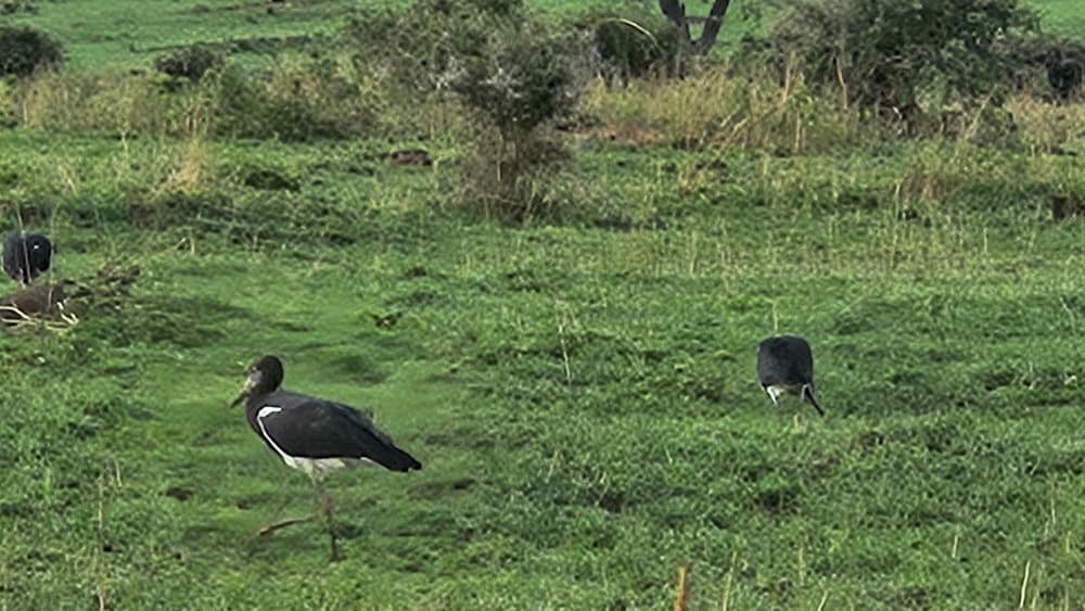 Lake Nakuru National Park thumbnail 2