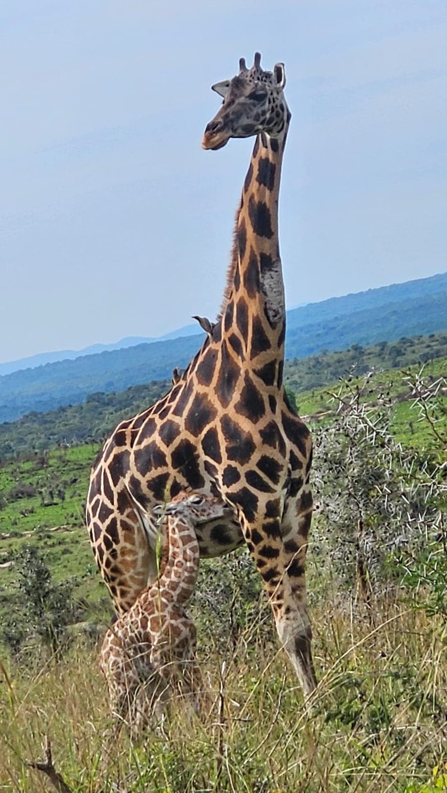 Lake Mburo National Park thumbnail 3